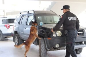 Obtienen binomios K-9 de la Guardia Estatal primeros lugares de su especialidad en certificación canina