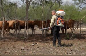 Intensifica Tamaulipas acciones de control en predios afectados por gusano barrenador